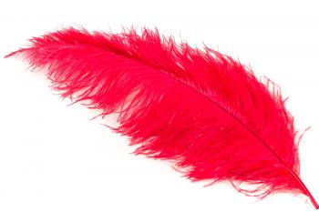 Ostrich feathers, length 25/40 cm, different colours